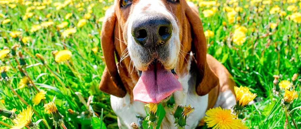 Cuáles son las razas de perros menos inteligentes