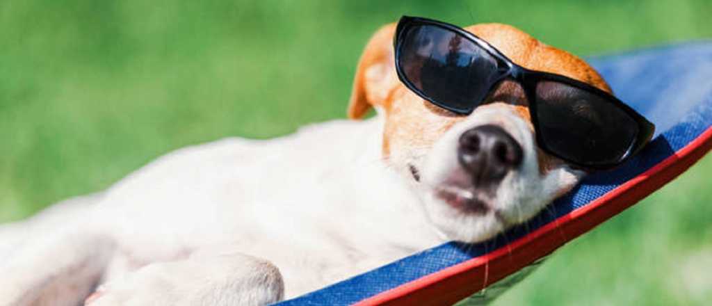 Estas son las tres razas de perros más dormilonas