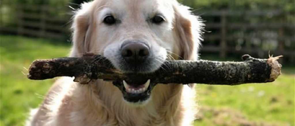 Descubrí cómo mantener a tu Labrador sano y en forma