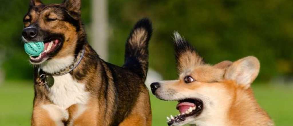 Los cuidados para alargar la vida de los perros