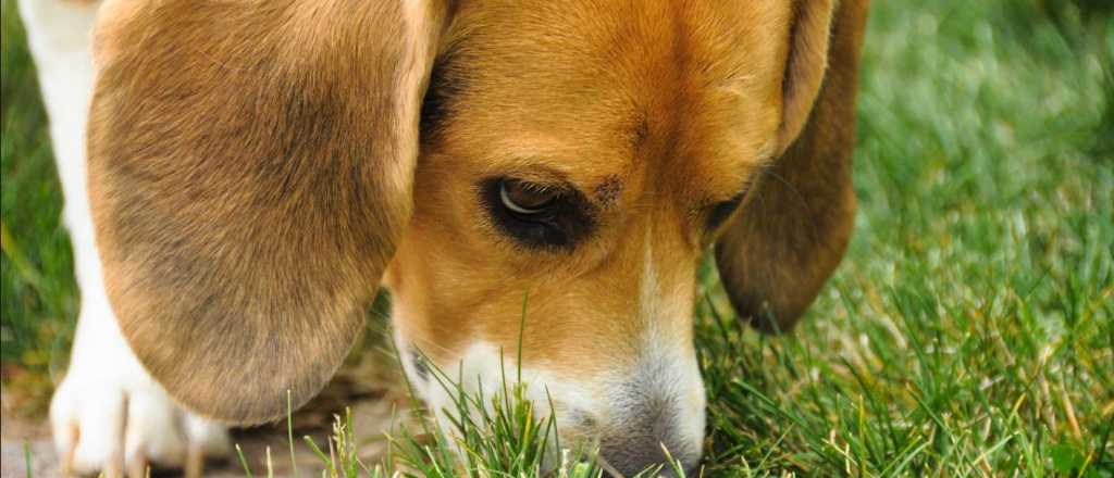 Estos son los olores que más odian los perros