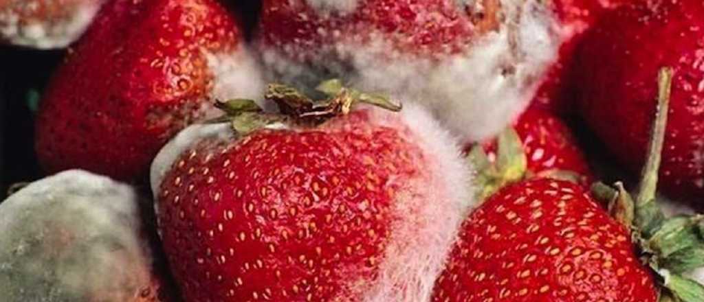 No se debe comer fruta con moho, ni siquiera sacándole esa parte