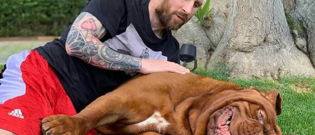 ¿Qué pasará con Hulk, el perro de Messi que se quedó en Barcelona?