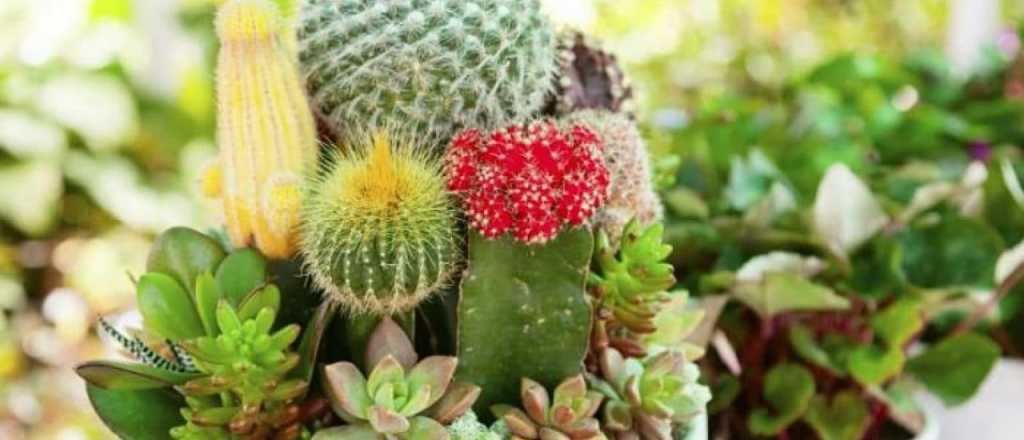 Dónde debés colocar los cactus según el Feng Shui