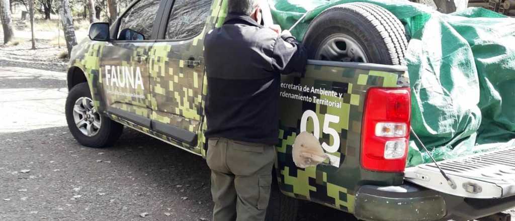 Ambiente rescató 25 aves silvestres en Tupungato