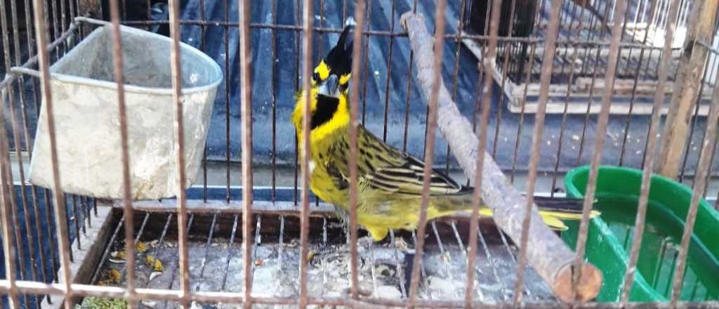 ¿Sirve en Mendoza?: el "plan" sanjuanino para frenar un delito ambiental