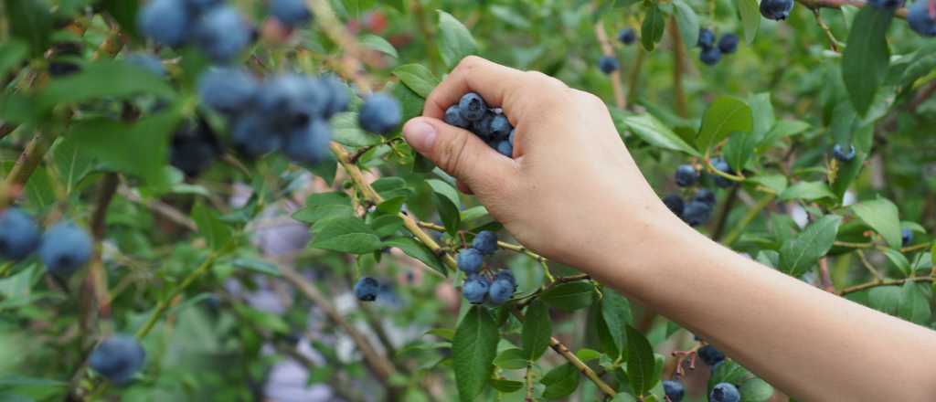 Superfruta que ayuda a prevenir problemas cardíacos