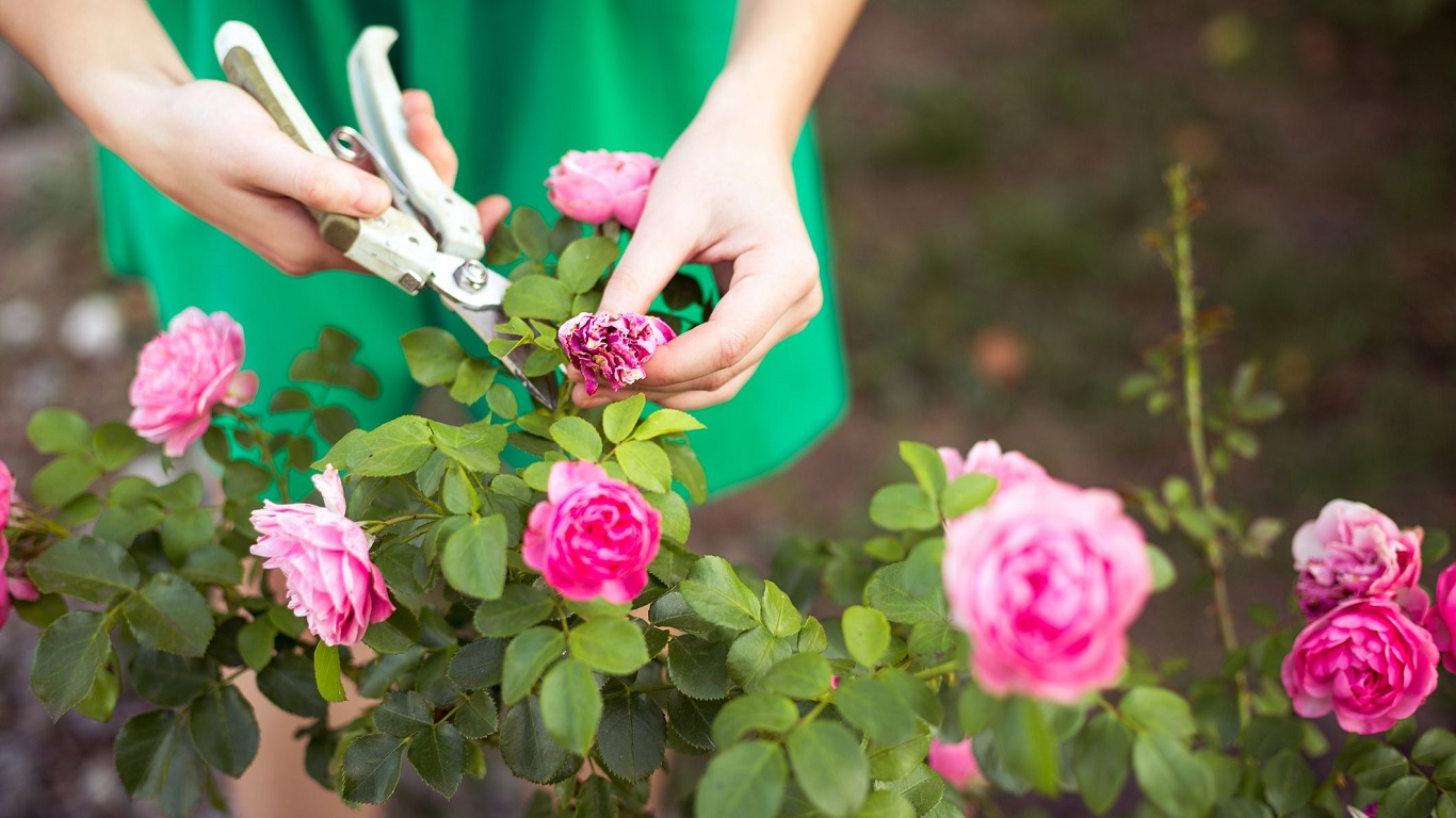 Cómo cuidar un jardín de rosas - Mendoza Post