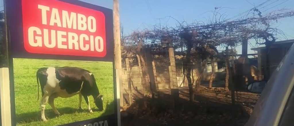 Robaron dos terneras de un tambo en Guaymallén