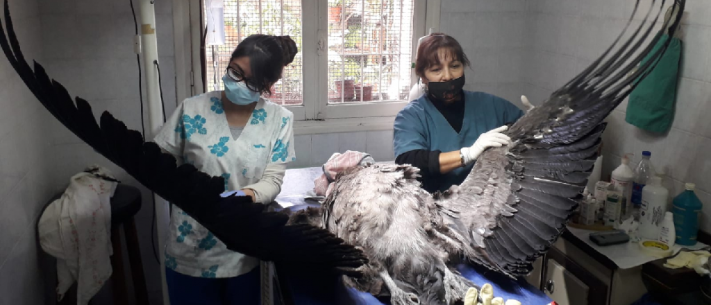 Rescataron un cóndor andino herido en Puente del Inca