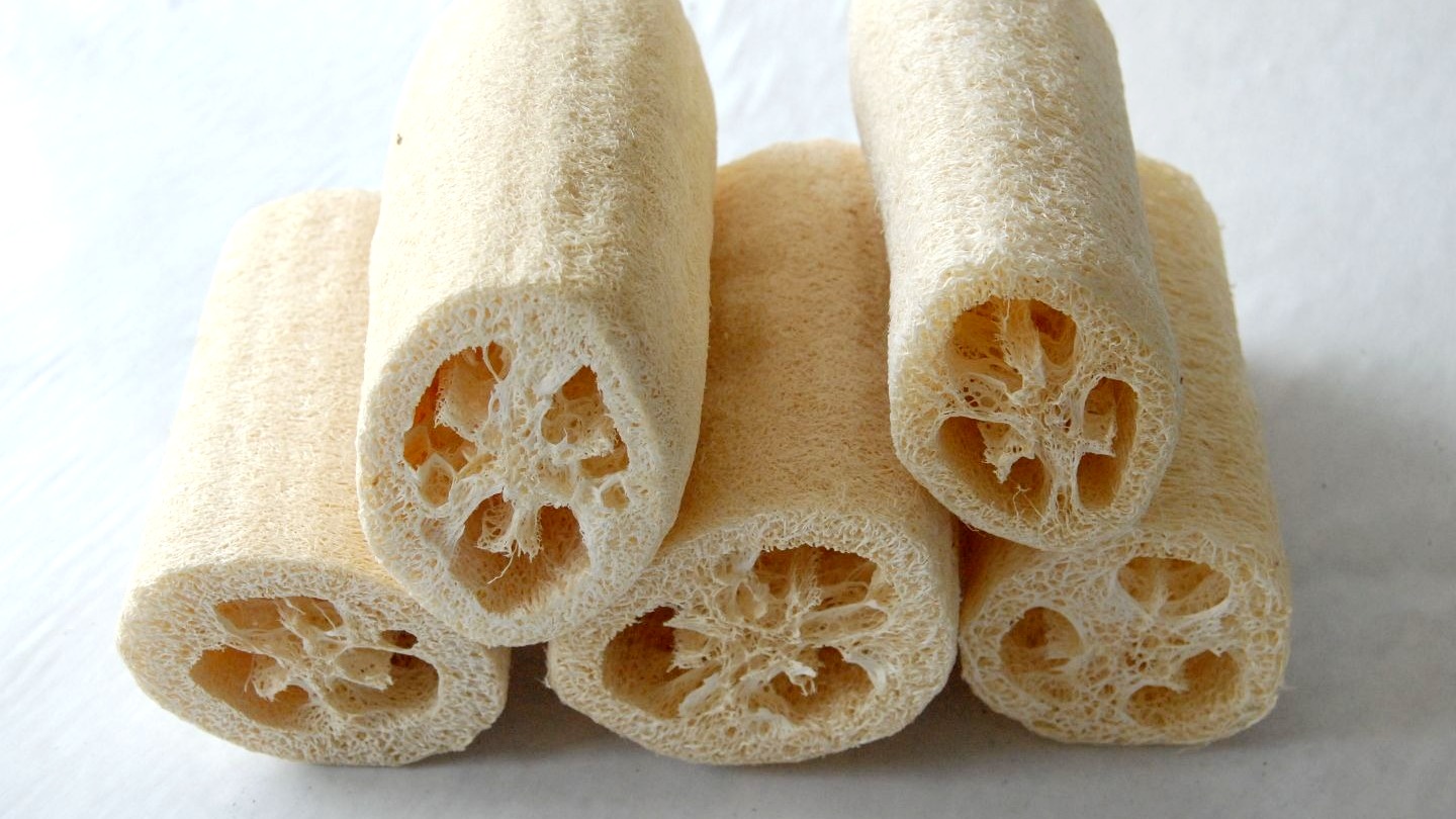 Como Germinar LUFFA, La Esponja Natural