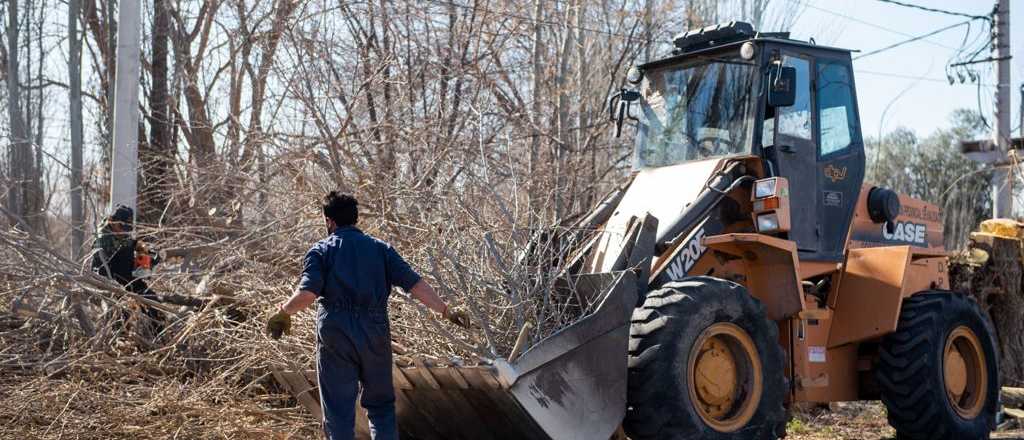 Así continúan los trabajos de arbolado en Godoy Cruz