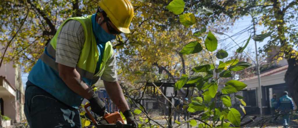 Semana de trabajos de arbolado, poda y bacheo en la Ciudad