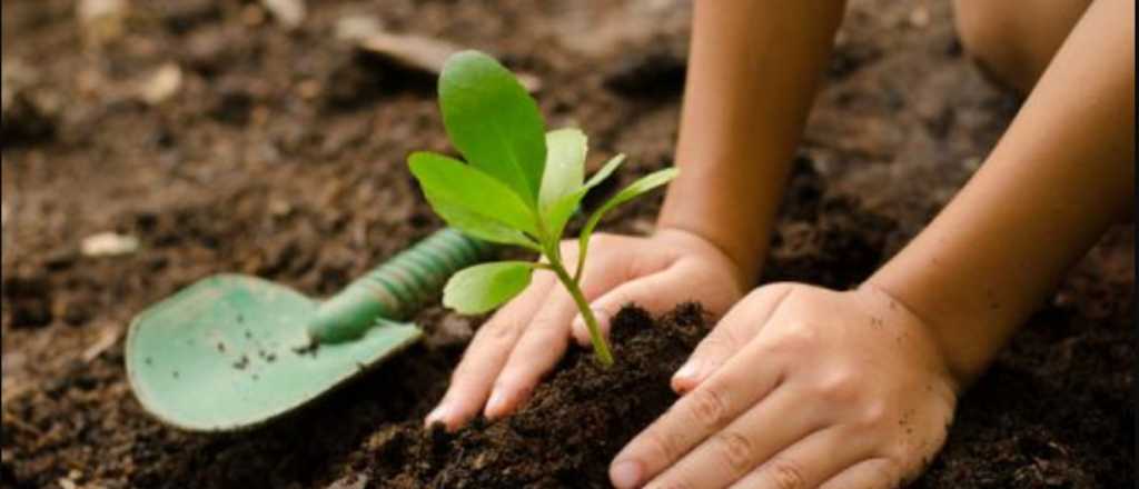 Así podés hacer el abono de arroz y cáscara de huevo para tus plantas 