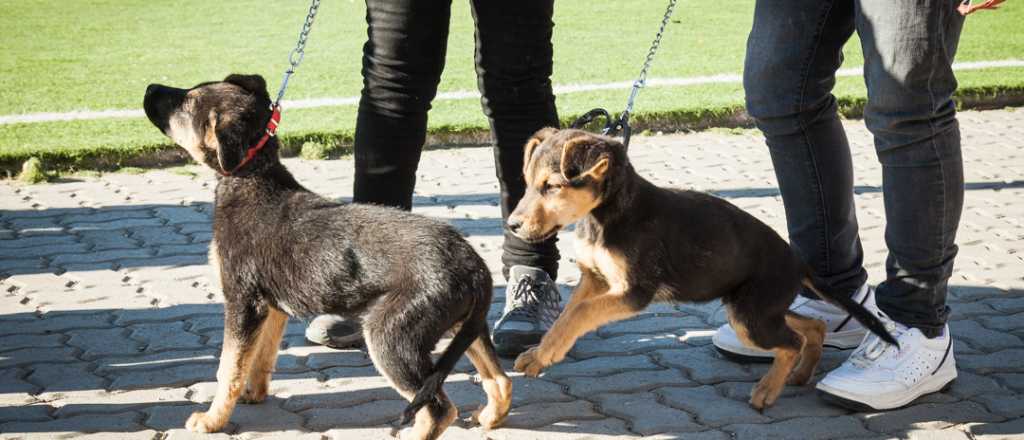 Este jueves la Veterinaria Móvil visita Uspallata