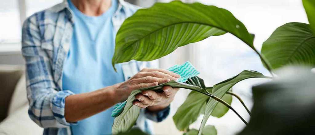 Plantas de interior: cuáles son las más elegidas y por qué