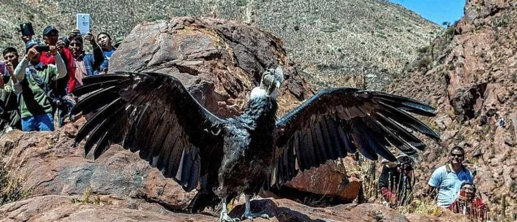 Liberan a 7 cóndores, la suelta más grande hecha en el país