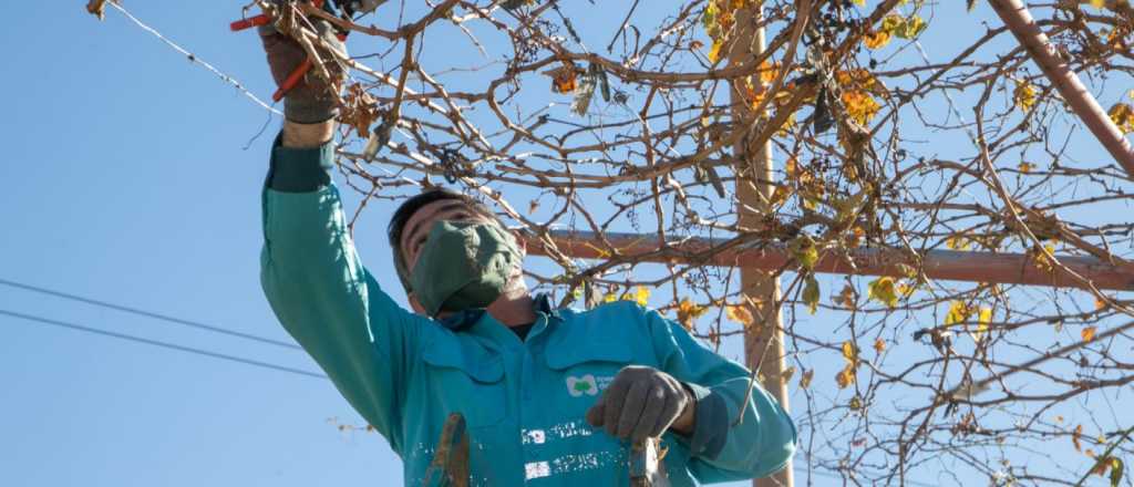 Nuevo itinerario de arbolado y bacheo en la Ciudad