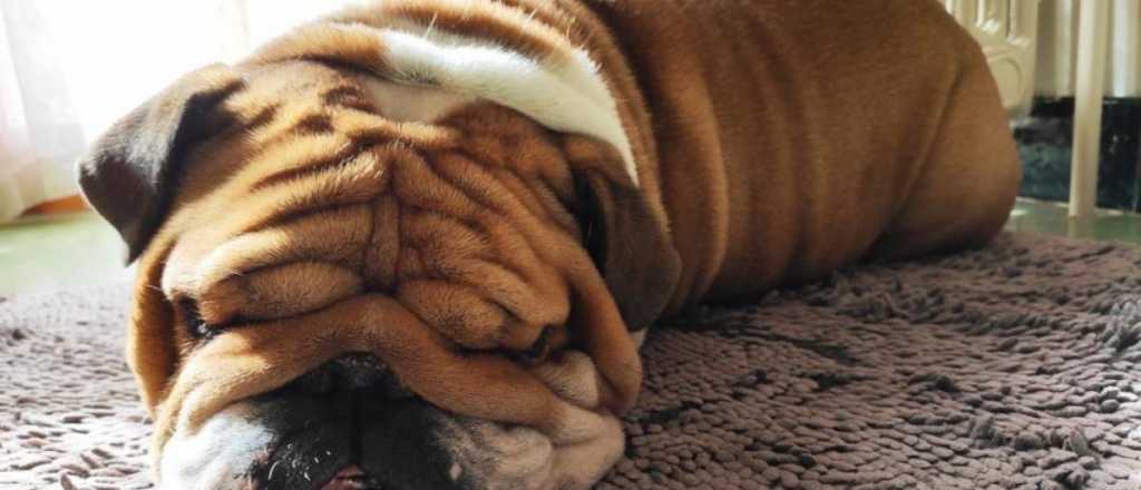 Perritos dormilones: las 3 razas que aman descansar