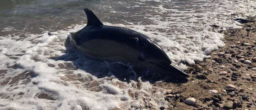 Encuentran fentanilo en delfines del Golfo de México