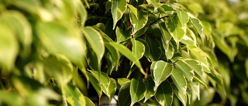 Qué le pasa a tu ficus que se deshoja en primavera