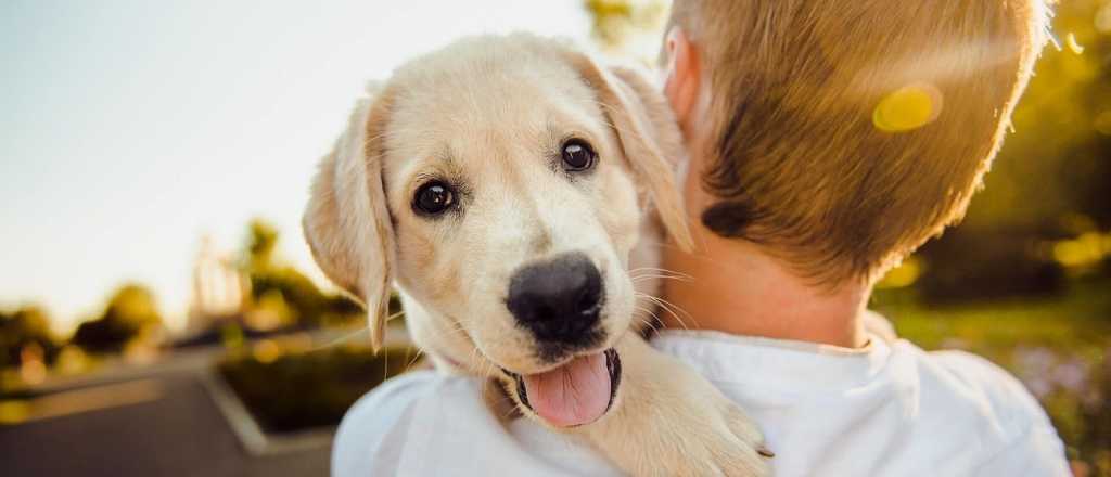 Por ley, España declaró a las mascotas como miembros de la familia humana