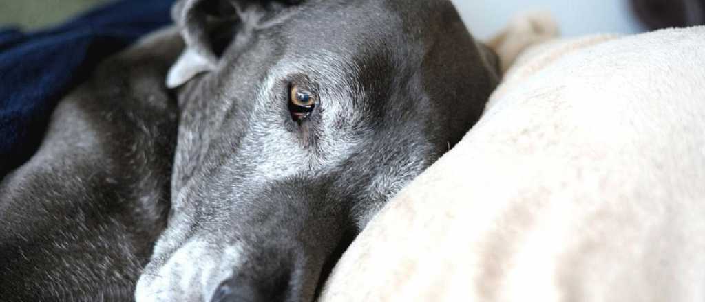 Así podés cuidar a tu perro viejito