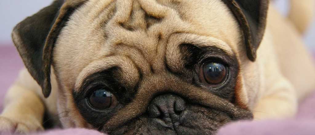 Perros tranquilos: las 5 razas que menos ladran