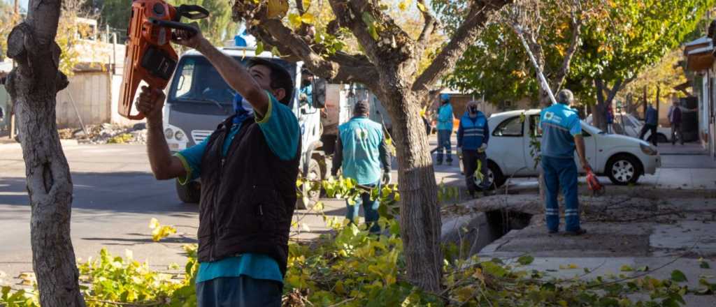 Así avanzan en Ciudad los trabajos de arbolado, bacheo y asfaltado