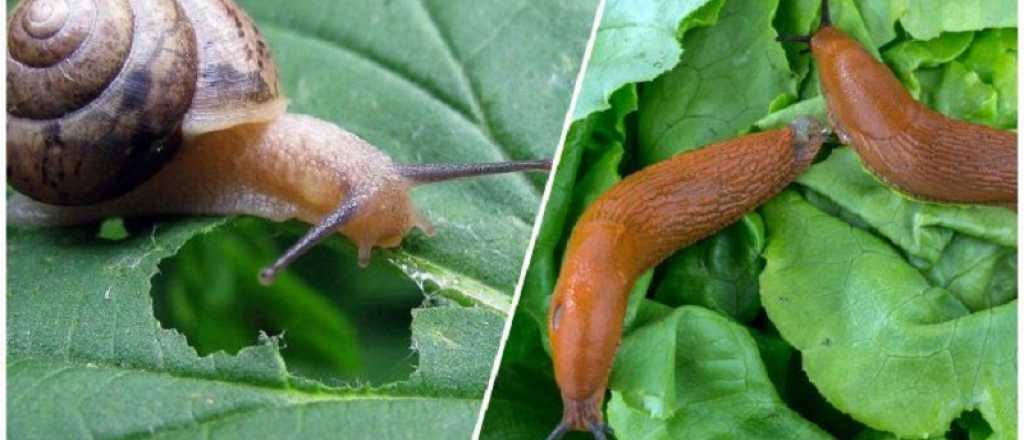 ¿Cómo eliminar los caracoles y babosas en las plantas?