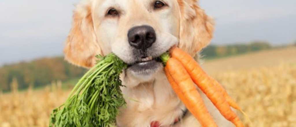 Por esto tienes que darle de comer a tu perro