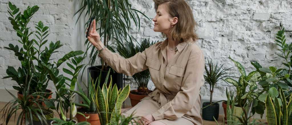 Estudio de la Nasa: 5 plantas que eliminan el insomnio