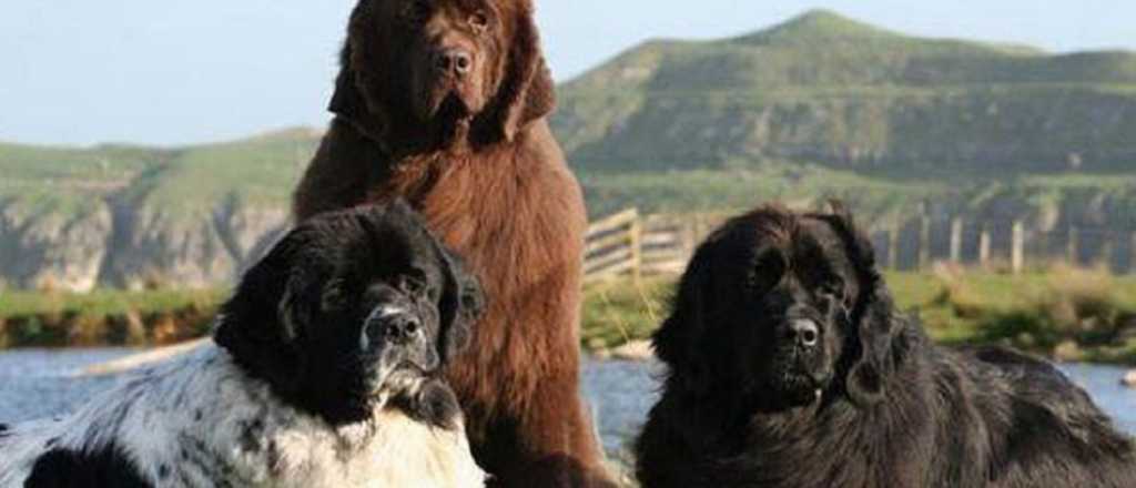 Las razas más extrañas de perros 