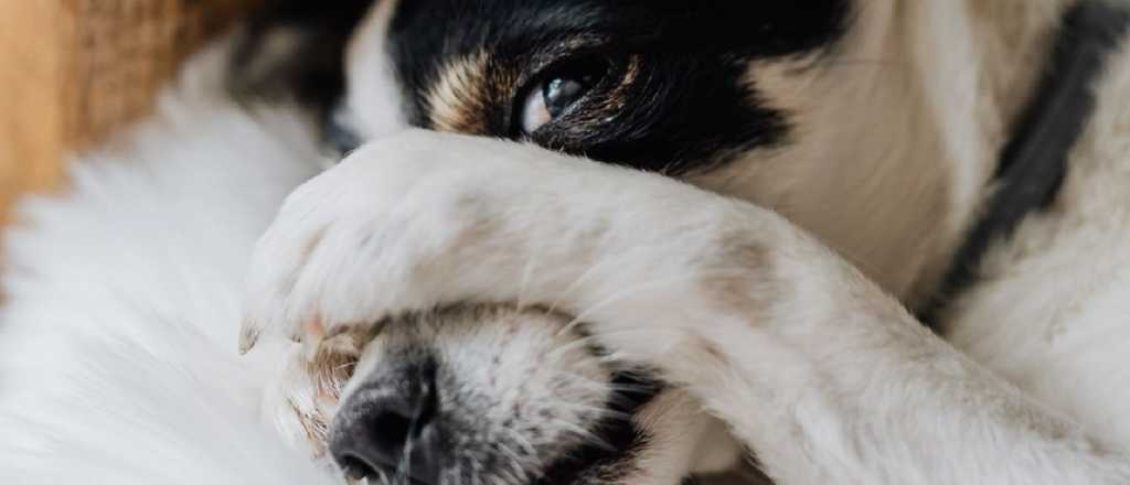 ¿Por qué los perros pueden ladrar toda la noche?