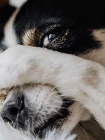 los bebes pueden dormir con los ladridos de los perros