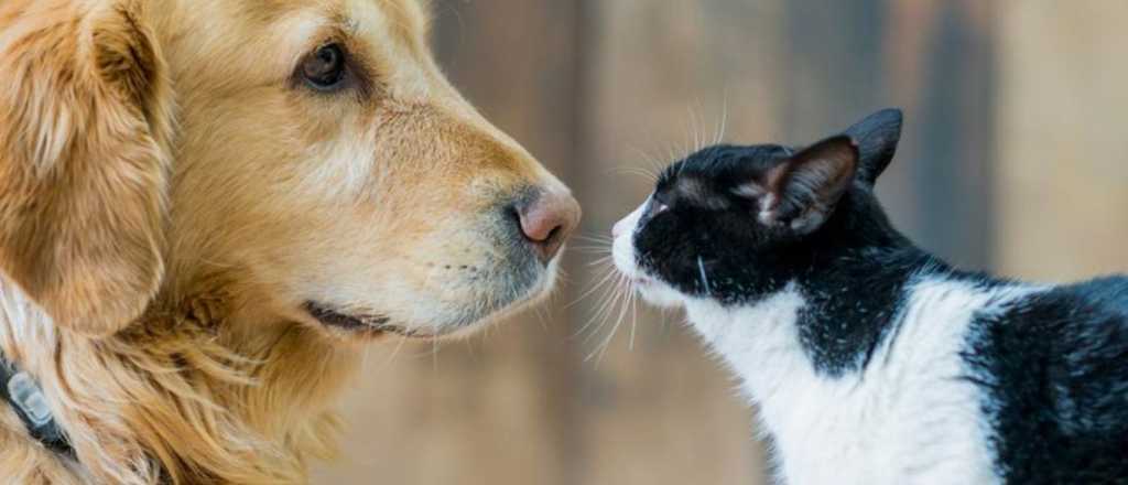 Cómo saber si mi perro o mi gato tienen diabetes 