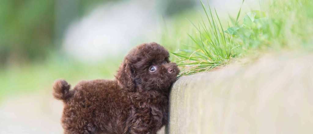 Por qué no deberías comprar un perrito "mini toy"