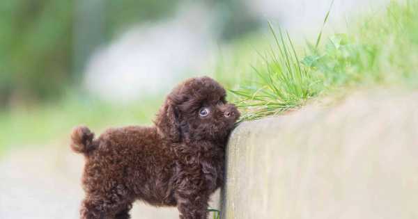 Motivos por los que quizás tener un perro mini toy no es buena idea