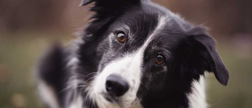 Estas son las 8 razas de perro más obedientes