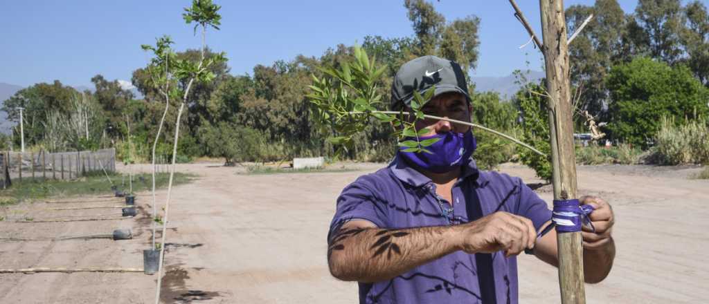 En Guaymallén hay 8 árboles nuevos por cada uno que fue erradicado