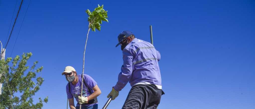 Sergio Carrieri: "Cada árbol necesita 600 litros de agua por día para estar bien"