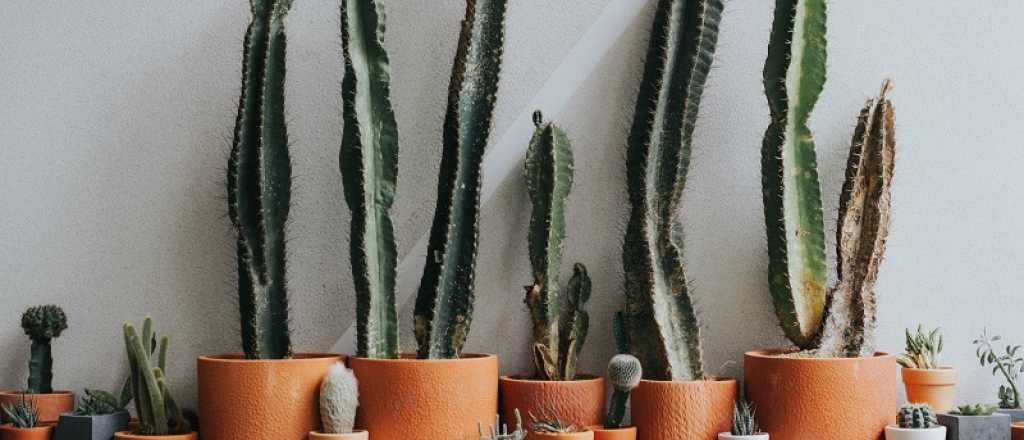 Qué significa regalar un cactus