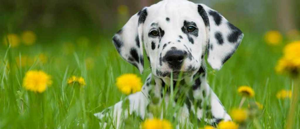 Los cinco olores que los perros no soportan 