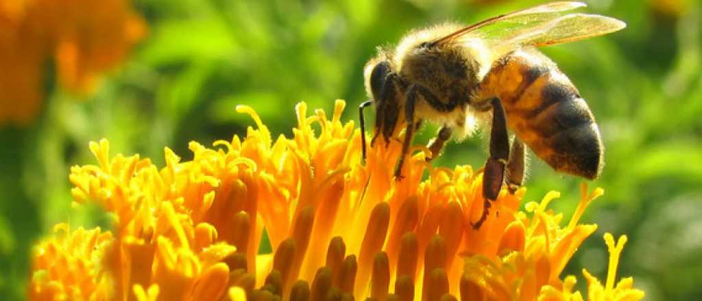 ¿Qué significa que ingrese una abeja a tu casa?