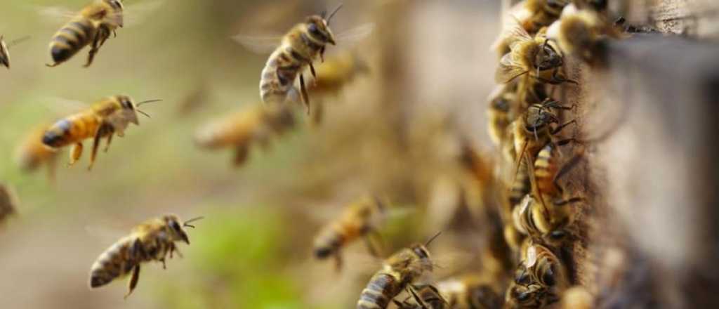 Se bajó del colectivo, fue a orinar en un árbol, lo picaron 150 abejas y falleció