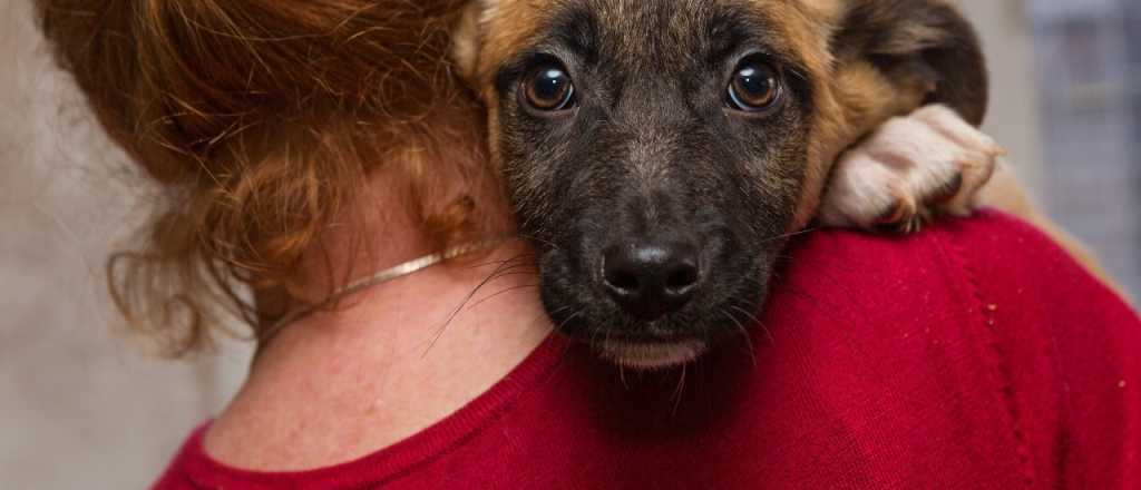 Jornada de adopción responsable de mascotas en Maipú