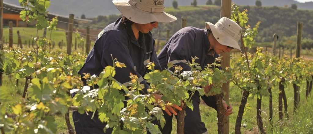 Mendoza creó la novedosa carrera de administrador de finca: cómo inscribirse