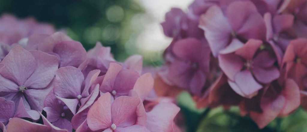 Plantas venenosas: cuáles son las más comunes y cómo tratarlas