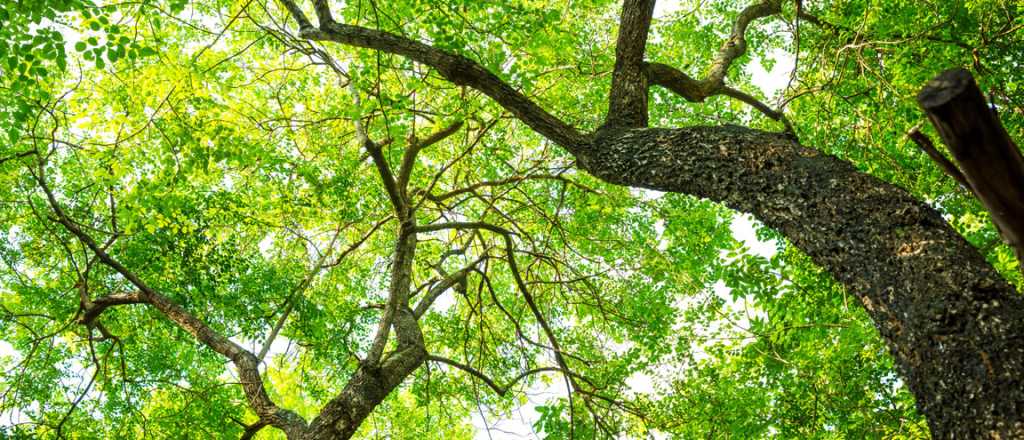 Tras la pandemia los árboles del Gran Mendoza vuelven a estar en riesgo