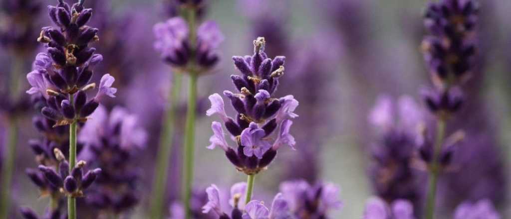 Para perfumar y decorar: así podés plantar lavanda en una taza